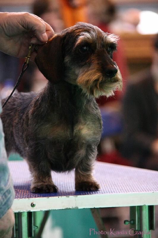 Crufts2011_2 1623.jpg